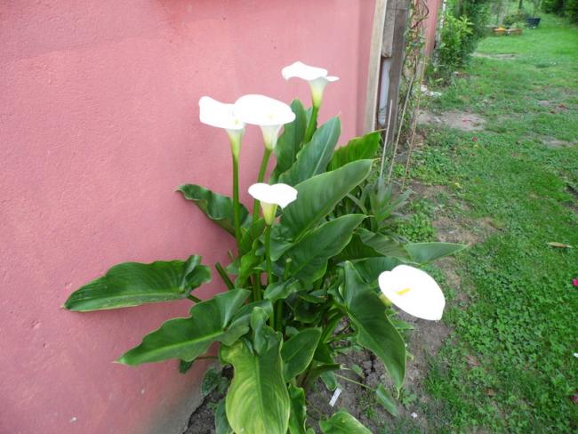 Name:  093-093.jpg
Views: 790
Size:  52.7 KB