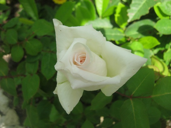 Name:  beyaz gl.jpg
Views: 1662
Size:  67.5 KB