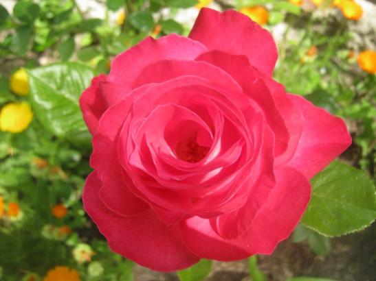 Name:  pembe gl.jpg
Views: 1542
Size:  29.7 KB