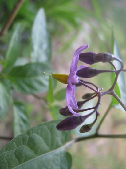 Name:  solanum dulcamara.jpg
Views: 1395
Size:  23.2 KB
