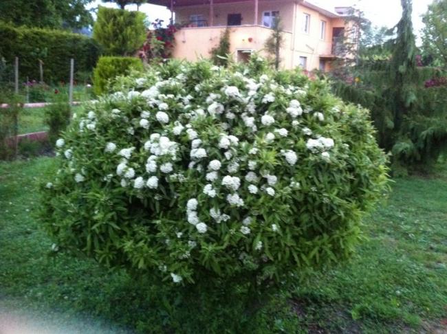 Name:  175-175.jpg
Views: 1233
Size:  65.7 KB
