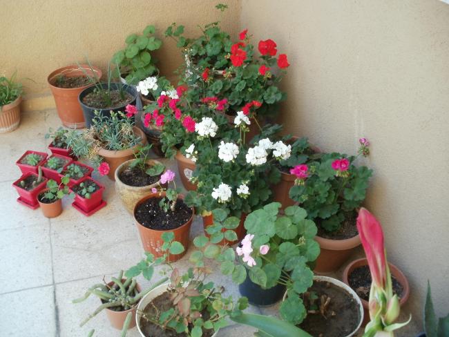 Name:  P1010062a.jpg
Views: 463
Size:  54.6 KB