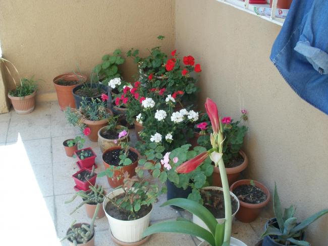 Name:  P1010045a.jpg
Views: 484
Size:  47.2 KB