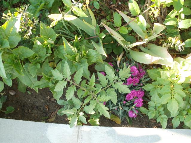 Name:  P1010081a.jpg
Views: 530
Size:  69.9 KB