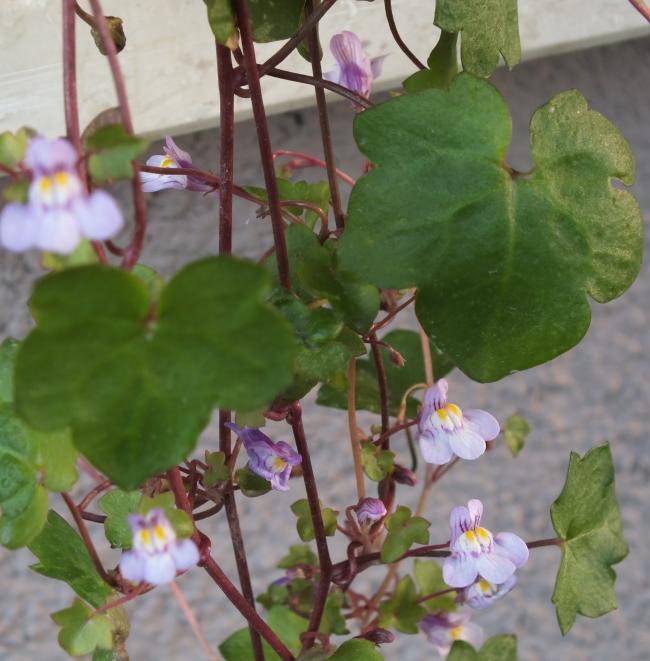 Name:  DSCF0795.jpg
Views: 934
Size:  53.3 KB