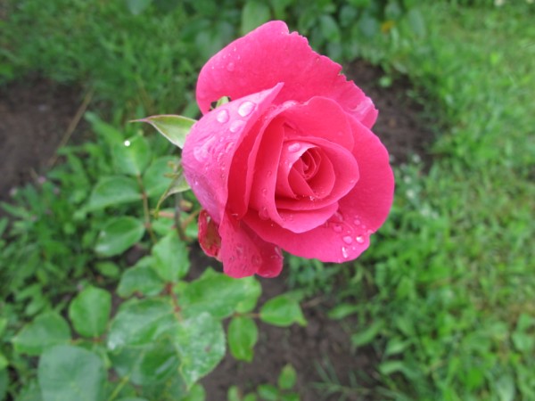 Name:  IMG_1773 (600 x 450).jpg
Views: 875
Size:  57.7 KB
