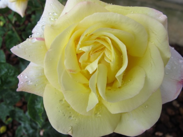 Name:  IMG_1716 (600 x 450).jpg
Views: 1076
Size:  46.8 KB
