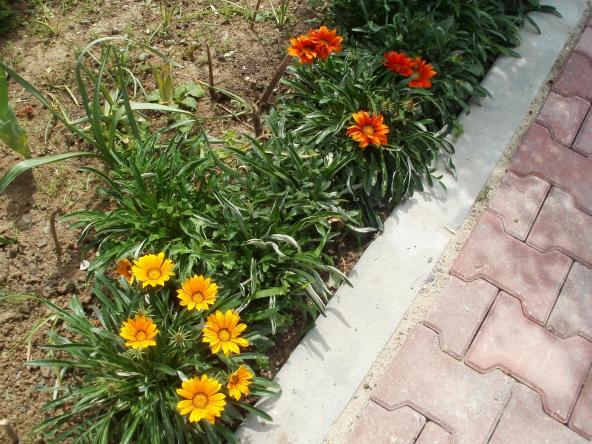 Name:  P1010017a.jpg
Views: 447
Size:  70.9 KB