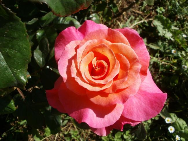 Name:  P1010025a.jpg
Views: 430
Size:  51.5 KB