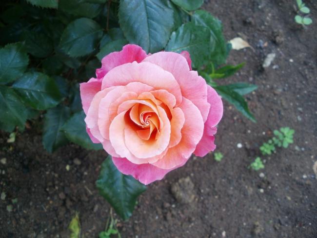 Name:  P1010034a.jpg
Views: 409
Size:  40.9 KB