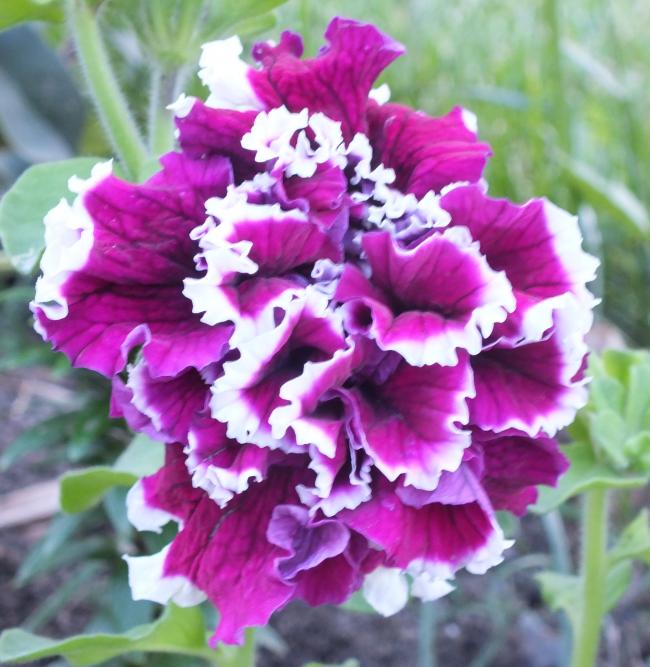 Name:  DSCF0828.jpg
Views: 1597
Size:  62.1 KB