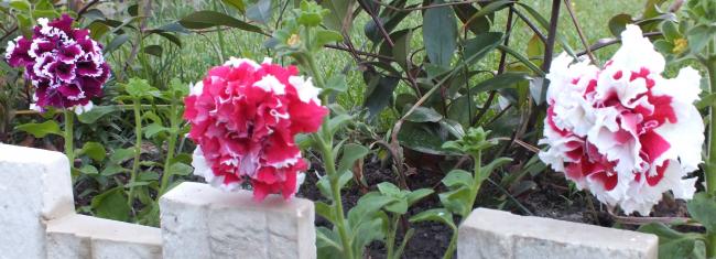 Name:  DSCF0829.jpg
Views: 1566
Size:  39.5 KB