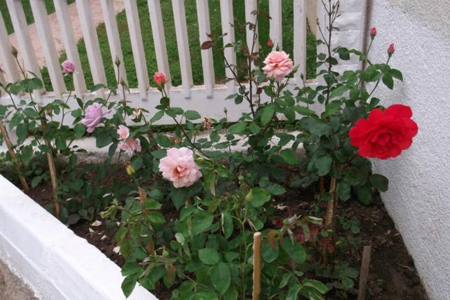 Name:  DSCF3004.jpg
Views: 851
Size:  58.2 KB