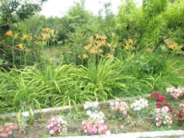 Name:  P6070654 (600 x 450).jpg
Views: 1699
Size:  64.1 KB