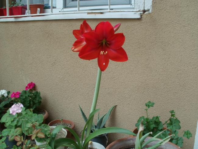 Name:  P1010045a.jpg
Views: 430
Size:  56.5 KB