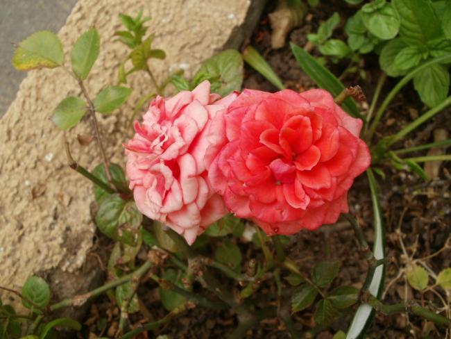 Name:  P1010055a.jpg
Views: 398
Size:  49.2 KB