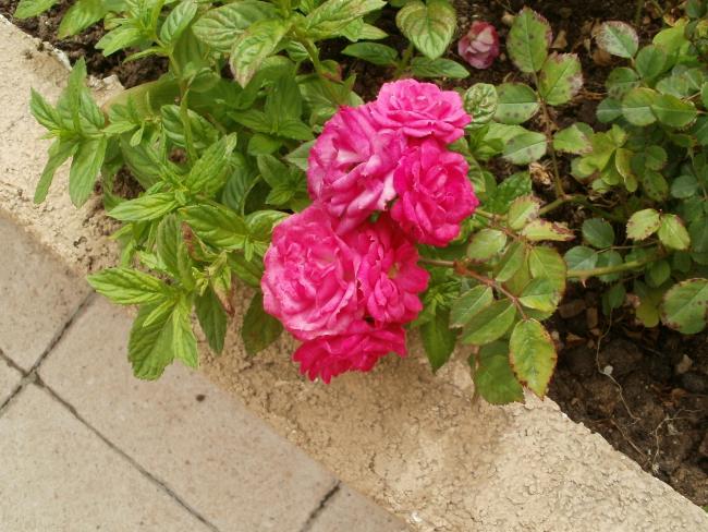 Name:  P1010051a.jpg
Views: 402
Size:  64.5 KB