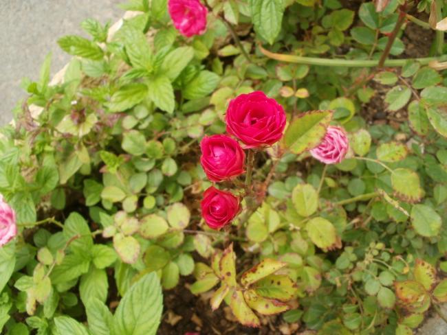Name:  P1010054a.jpg
Views: 430
Size:  55.3 KB