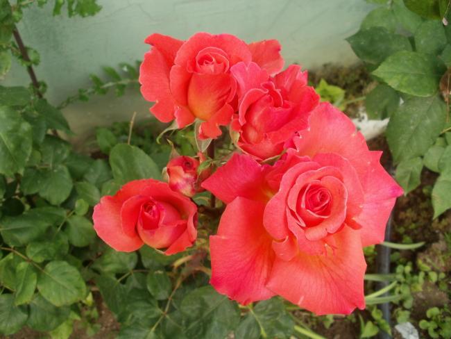 Name:  P1010060a.jpg
Views: 467
Size:  43.9 KB
