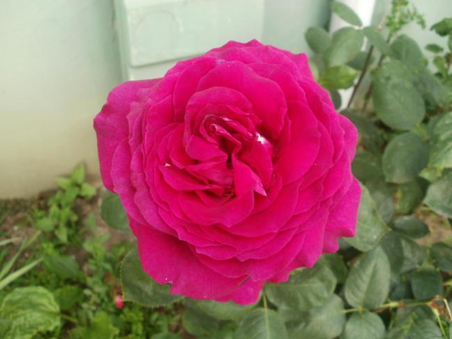 Name:  P1010064a.jpg
Views: 473
Size:  34.3 KB
