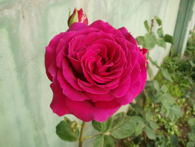 Name:  P1010068a.jpg
Views: 503
Size:  36.5 KB