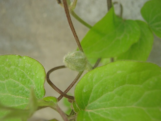 Name:  piilu.jpg
Views: 1285
Size:  62.0 KB