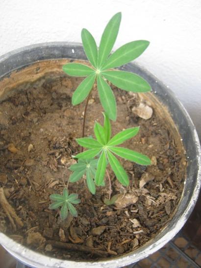 Name:  lupin.jpg
Views: 1329
Size:  37.7 KB