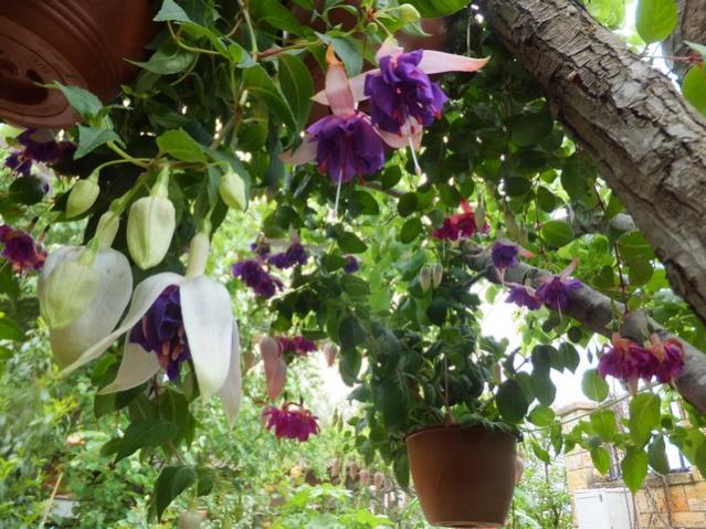 Name:  DSCF5218.jpg
Views: 357
Size:  67.2 KB