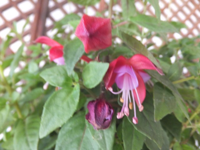 Name:  DSCF5228.jpg
Views: 330
Size:  68.8 KB