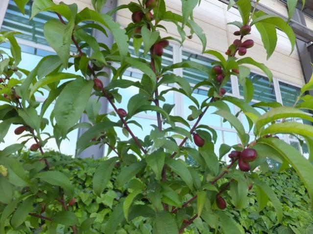 Name:  DSCF5230.jpg
Views: 390
Size:  60.8 KB