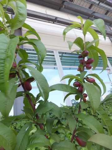Name:  DSCF5232.jpg
Views: 321
Size:  68.2 KB