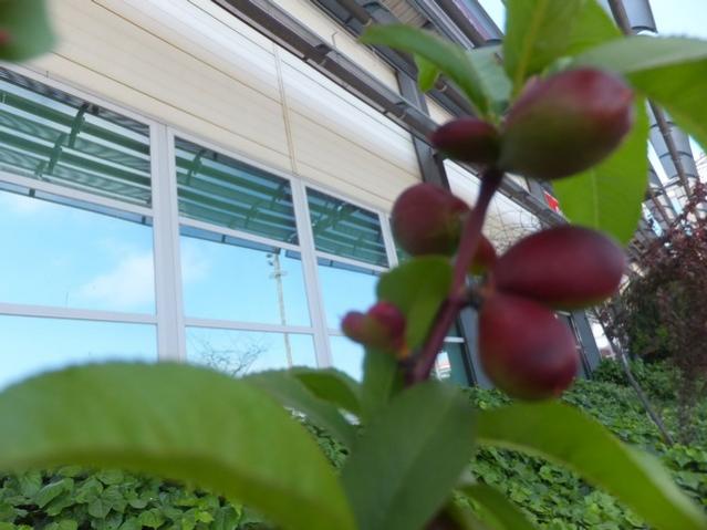 Name:  DSCF5233.jpg
Views: 358
Size:  39.8 KB