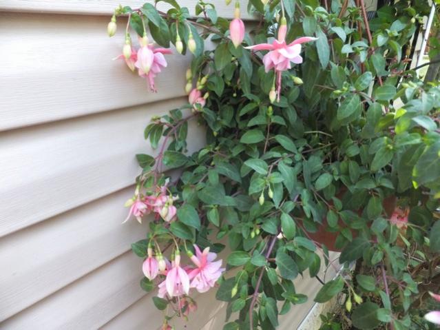 Name:  DSCF5243.jpg
Views: 358
Size:  51.4 KB