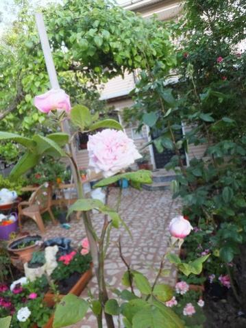 Name:  DSCF5253.jpg
Views: 358
Size:  40.3 KB
