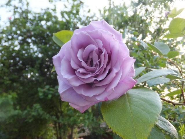 Name:  DSCF5256.jpg
Views: 341
Size:  45.6 KB