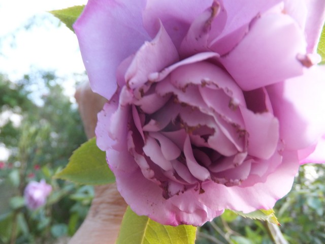 Name:  DSCF5257.jpg
Views: 325
Size:  62.8 KB