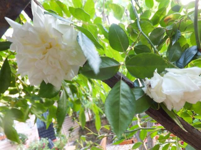 Name:  DSCF5261.jpg
Views: 326
Size:  50.5 KB