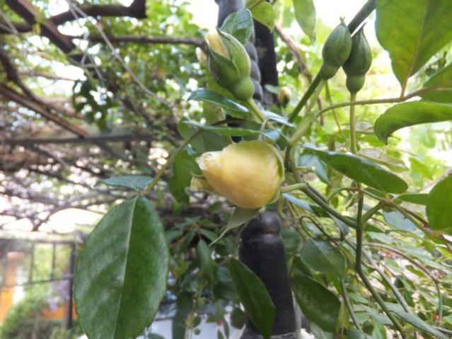 Name:  DSCF5262.jpg
Views: 353
Size:  54.1 KB