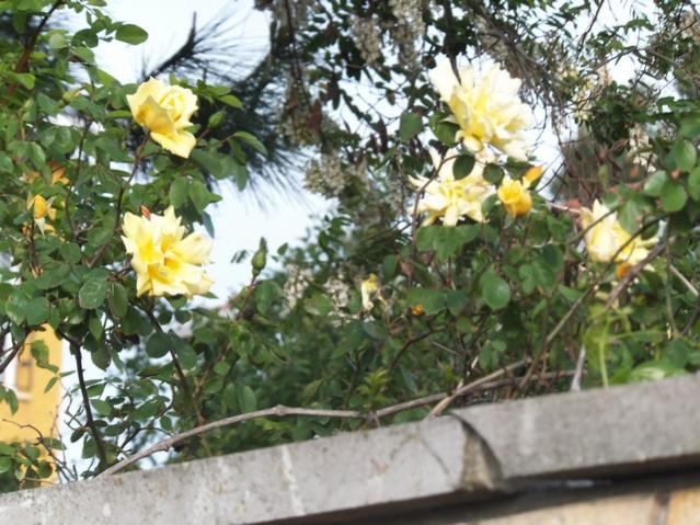 Name:  DSCF5270.jpg
Views: 335
Size:  65.0 KB