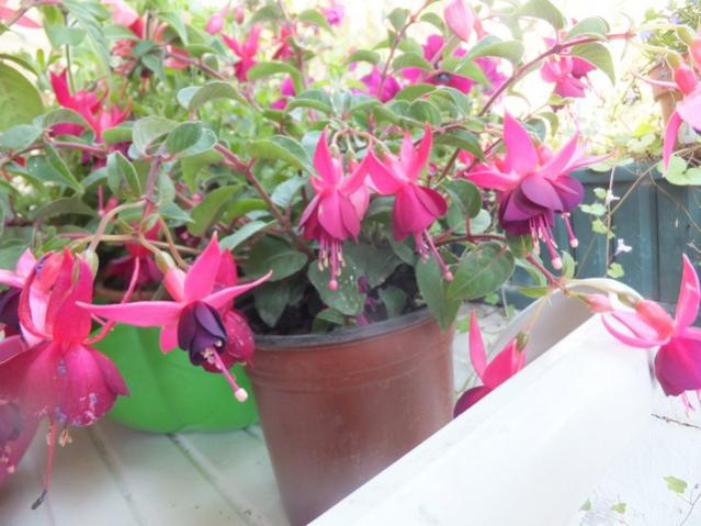 Name:  DSCF5286.jpg
Views: 331
Size:  48.3 KB