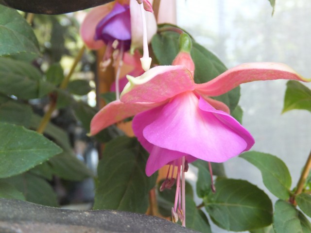 Name:  DSCF5307.jpg
Views: 447
Size:  65.5 KB