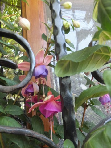 Name:  DSCF5309.jpg
Views: 429
Size:  68.2 KB