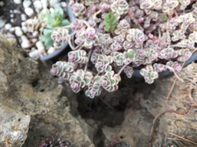 Name:  DSCF5319.jpg
Views: 391
Size:  46.9 KB
