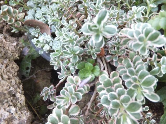Name:  DSCF5335.jpg
Views: 393
Size:  63.8 KB
