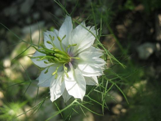 Name:  rekotu.jpg
Views: 1712
Size:  27.7 KB