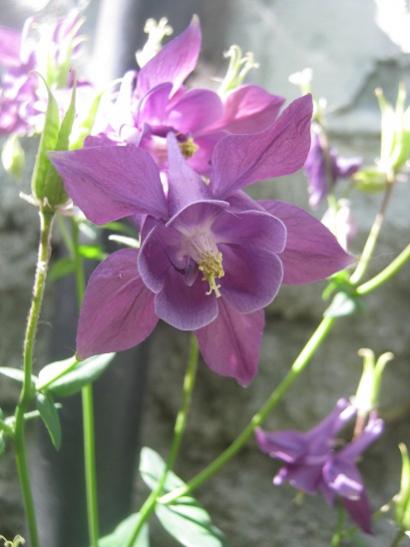 Name:  haseki k1.jpg
Views: 1258
Size:  29.7 KB