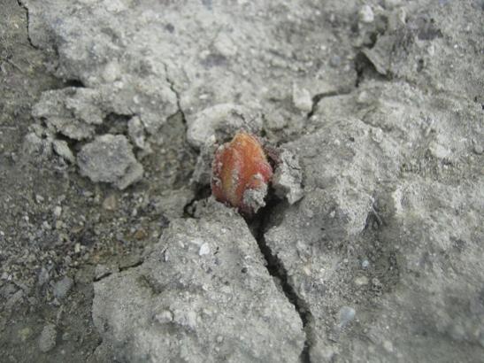 Name:  oroban o.1.jpg
Views: 1451
Size:  44.9 KB