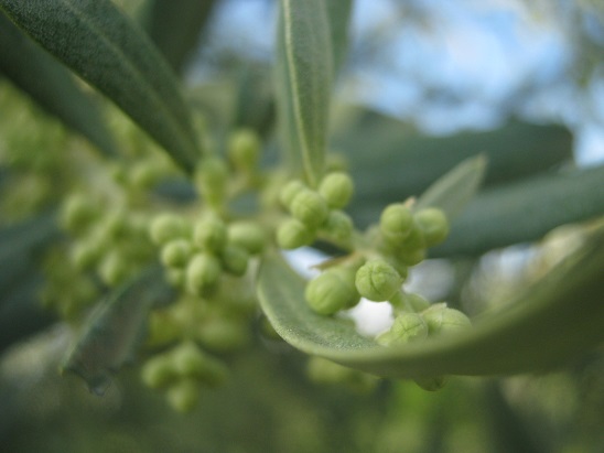 Name:  zeytin.jpg
Views: 1239
Size:  58.3 KB