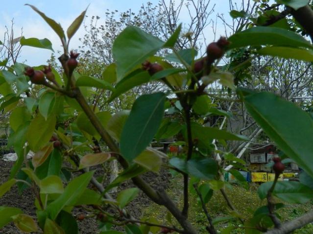 Name:  Resim 004.jpg
Views: 704
Size:  55.6 KB