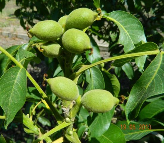 Name:  Resim 069.jpg
Views: 690
Size:  49.0 KB